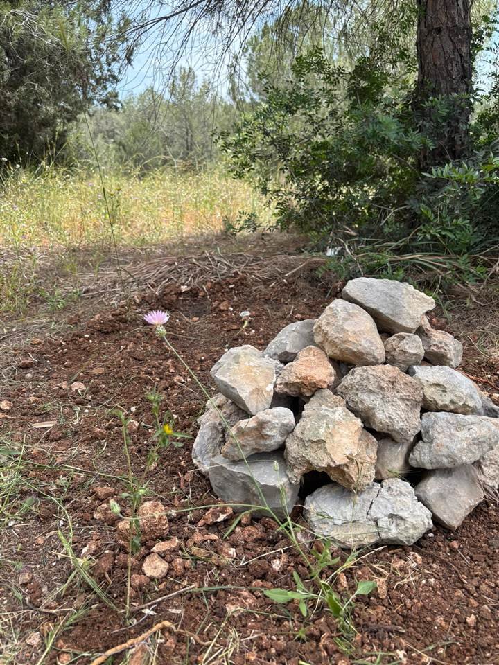 קבר מסומן באבנים עם שם, תמונה וצמחים לזכר כלבה שנקברה בקבורה אישית בטבע